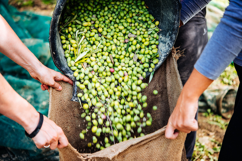 tipos de aceitunas