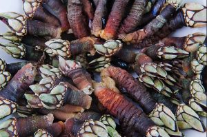 Cómo cocer Percebes